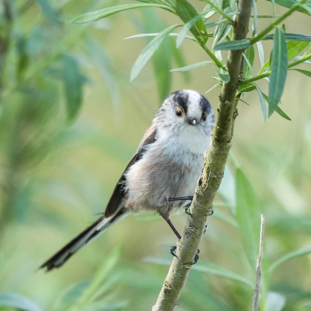 Long tailed tit